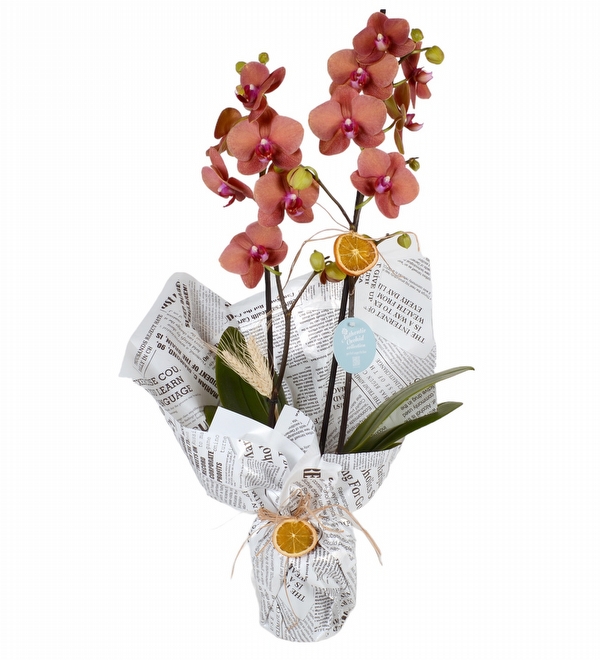 Multicolor Ateş Orkide