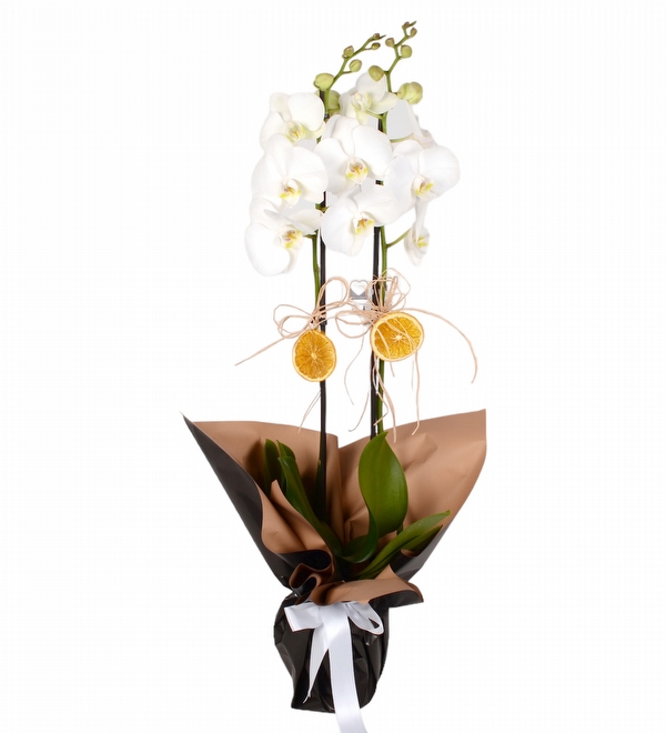 Siyah Kağıtlı Saksıda Çift Dallı Beyaz Orkide
